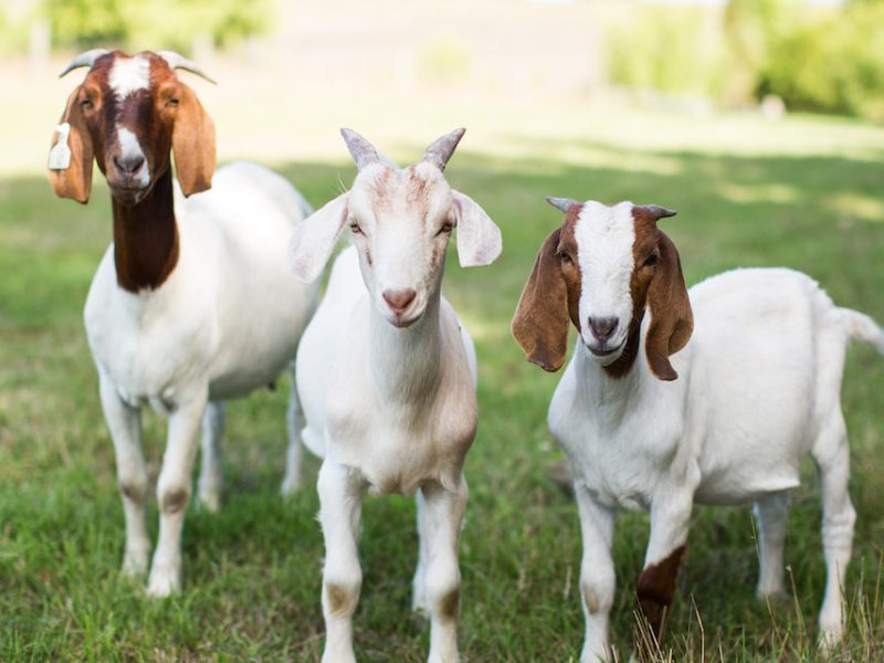 Pumpkin Eating Contest – Goat&nbsp;Style!